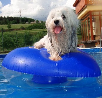 Coton de Tulear Atrey
